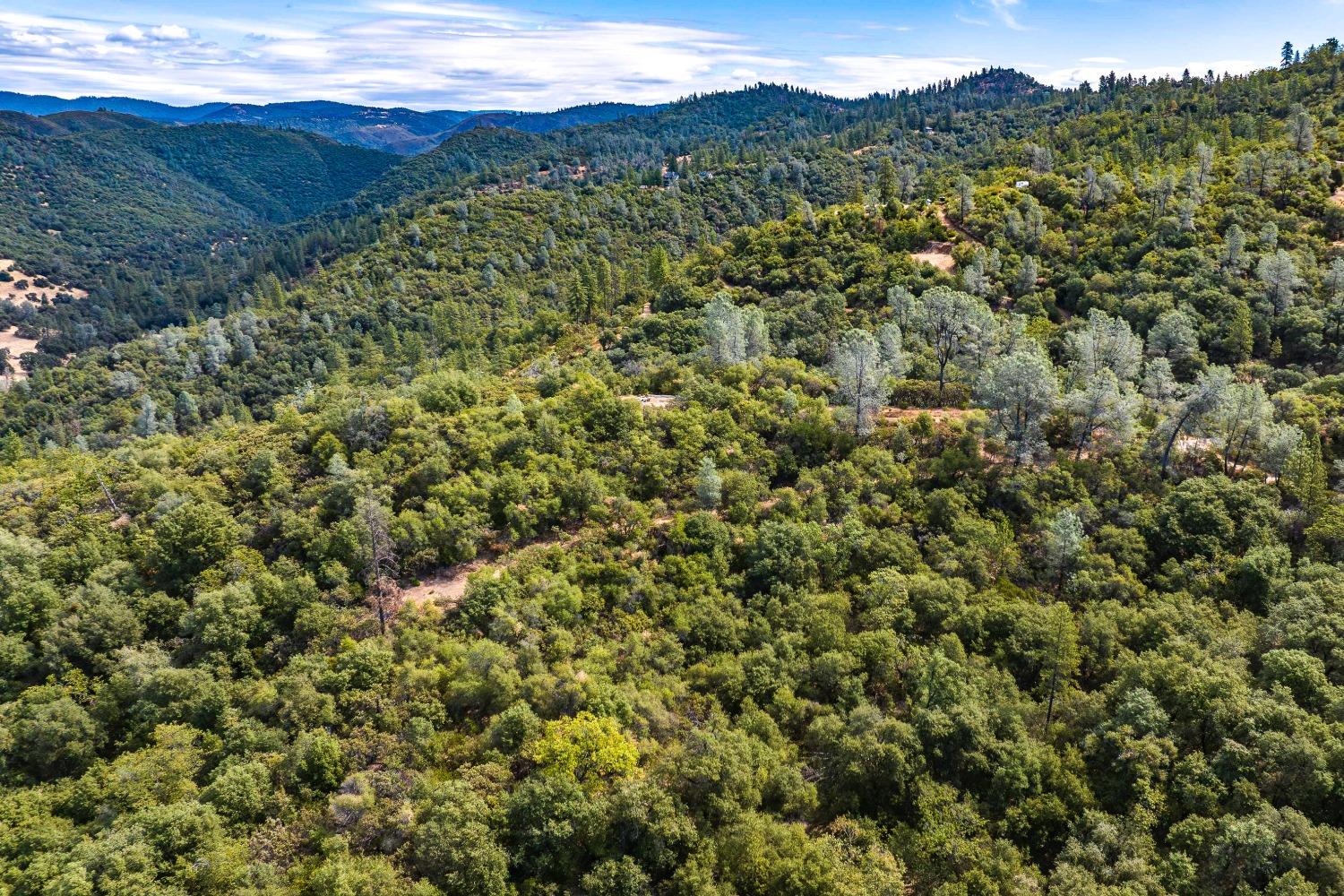 6652 Pappalardo Promenade Murphys, CA 95247 - Photo 30 of 31 a view of a lush green forest with lush green forest