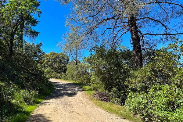 a view of a pathway of a yard