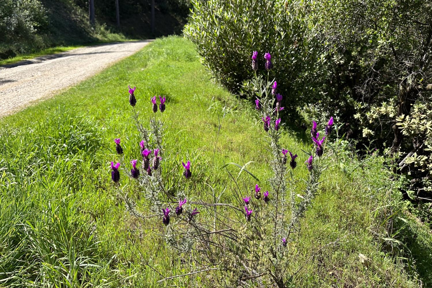 6652 Pappalardo Promenade Murphys, CA 95247 - Photo 4 of 31 a view of a flower garden