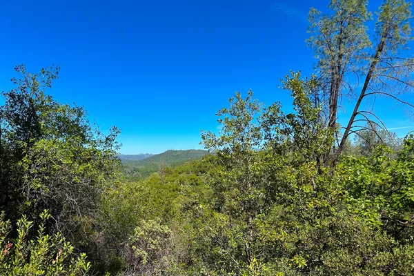 a view of a garden with plants