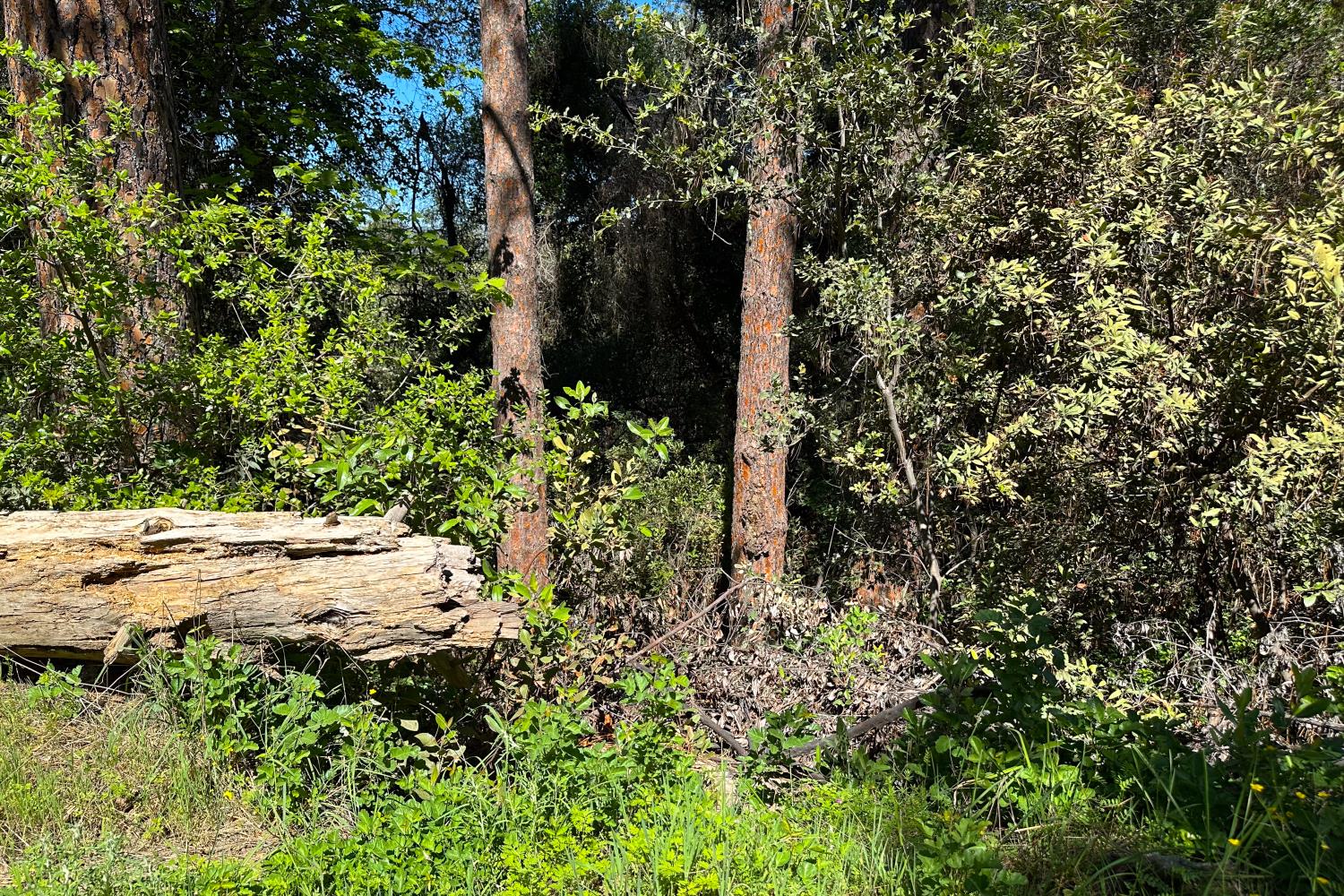 6652 Pappalardo Promenade Murphys, CA 95247 - Photo 8 of 31 a view of a garden with plants