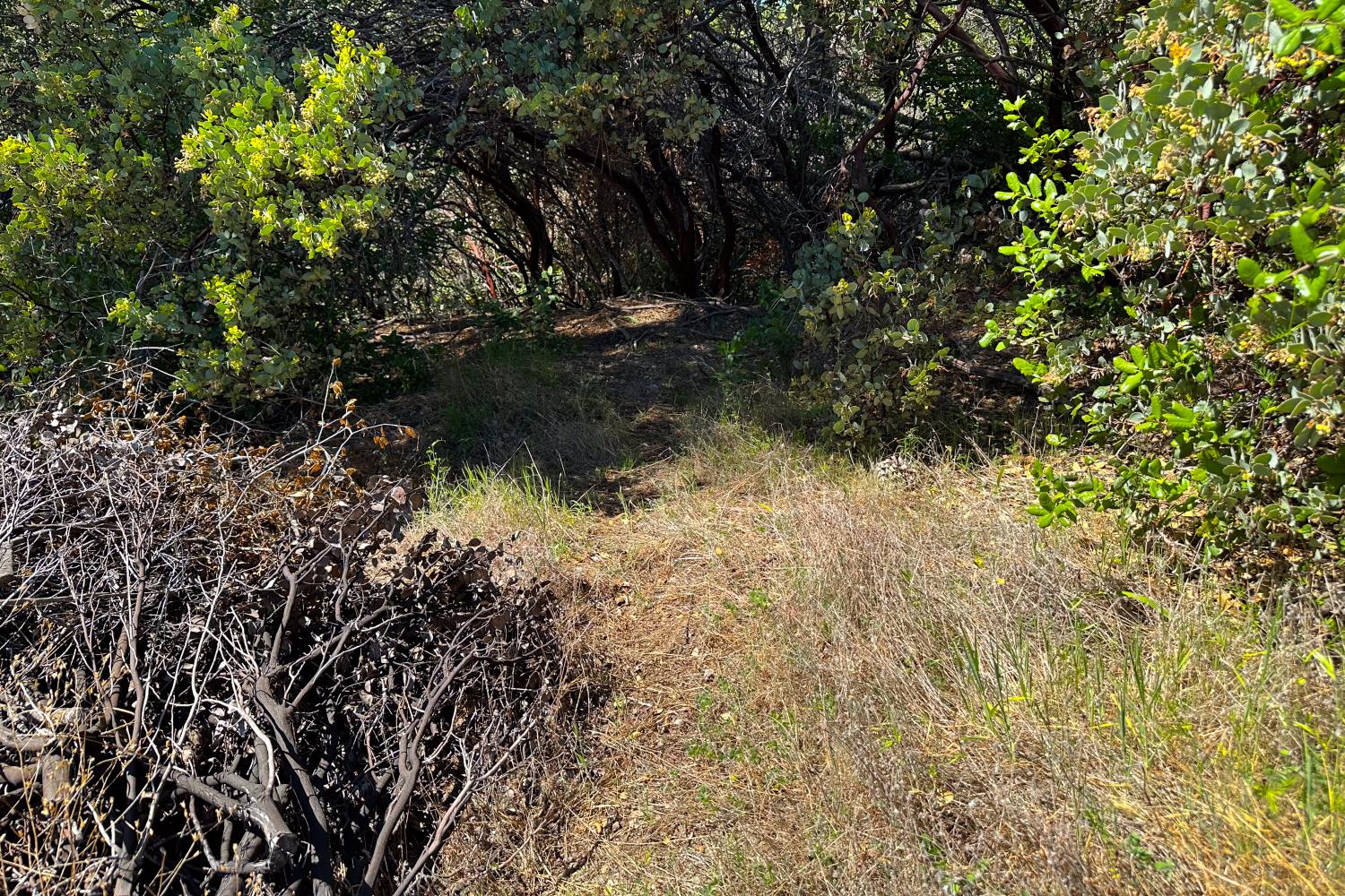 6652 Pappalardo Promenade Murphys, CA 95247 - Photo 9 of 31 a view of a tree with a yard