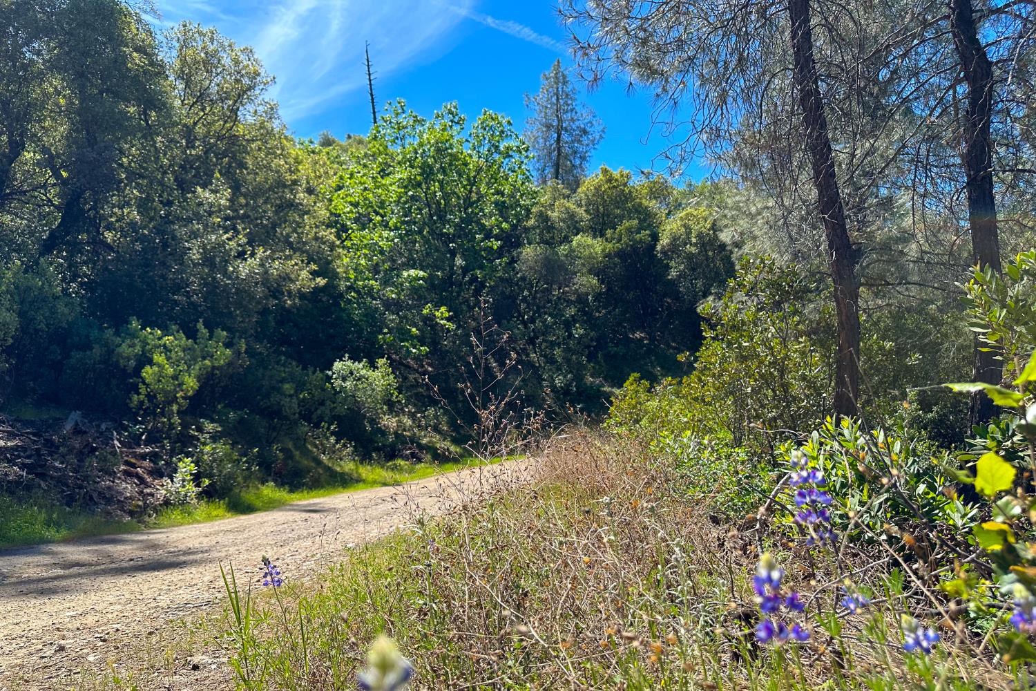 6652 Pappalardo Promenade Murphys, CA 95247 - Photo 10 of 31 a view of a garden with plants and large trees