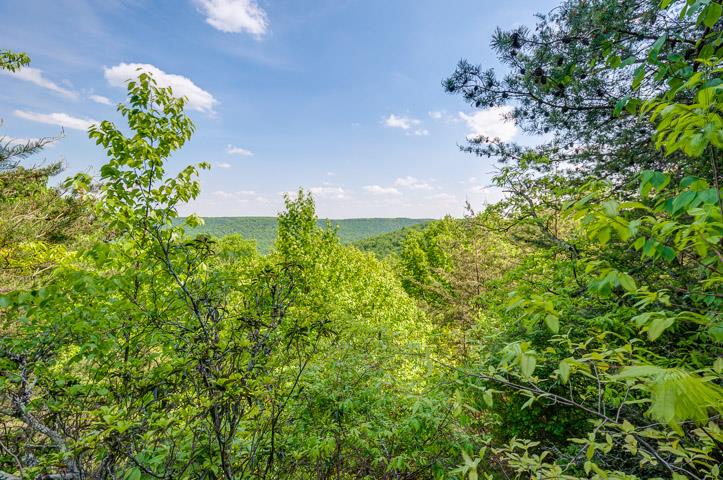 3534 Lizzie Sharp Pall Mall, TN 38577 - Photo 27 of 27 a view of a yard