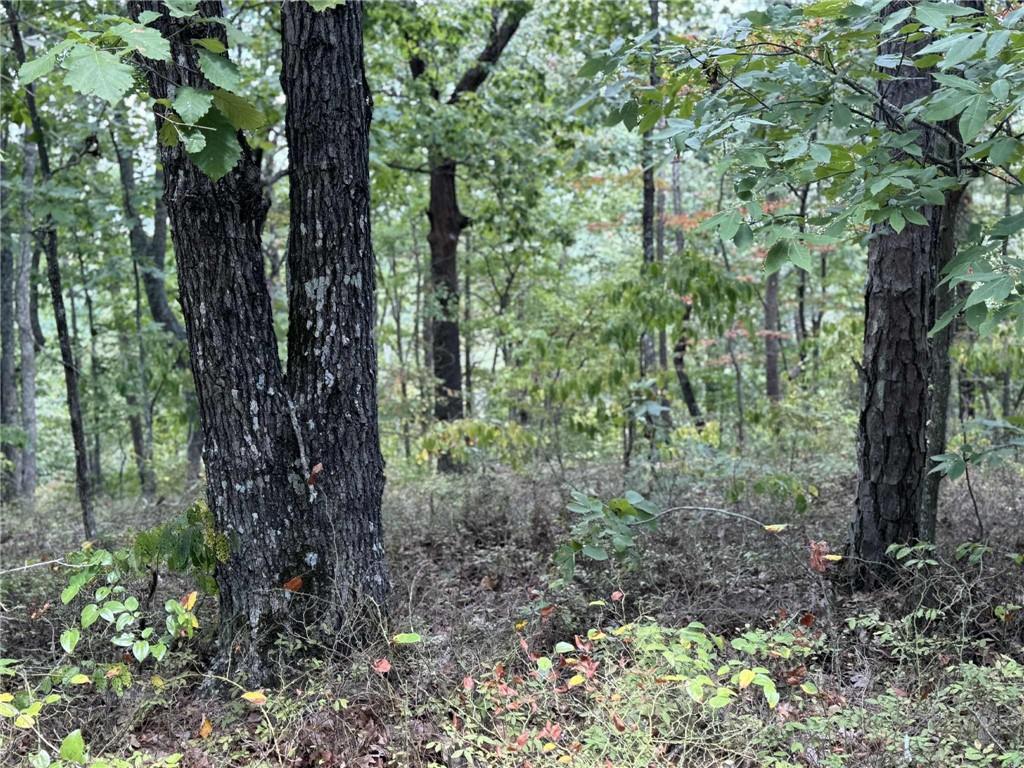 1417 Foxhound Trail Northeast Ranger, GA 30734 - Photo 2 of 21 a view of forest