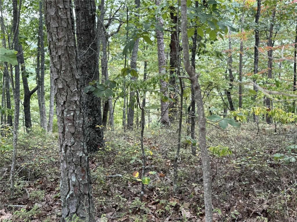 1417 Foxhound Trail Northeast Ranger, GA 30734 - Photo 3 of 21 a close up of a green field