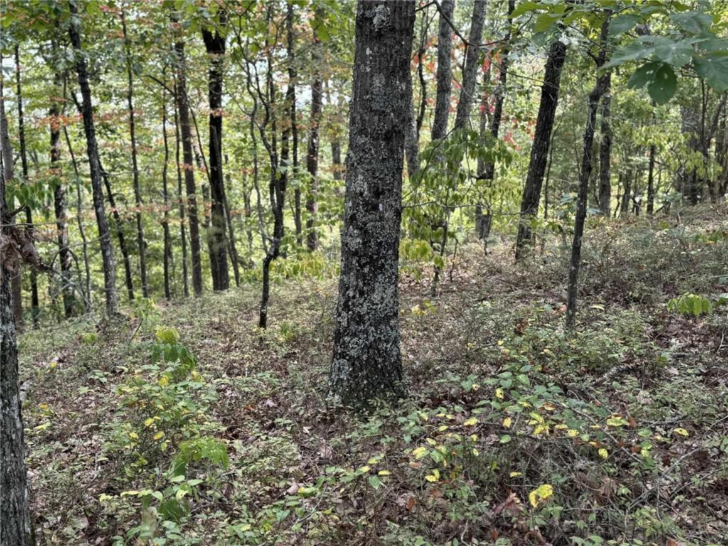 1417 Foxhound Trail Northeast Ranger, GA 30734 - Photo 5 of 21 a view of forest