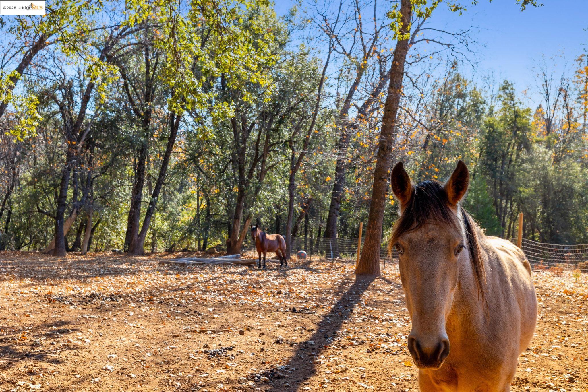 16144 Big Hill Road Sonora, CA 95370 - Photo 42 of 59