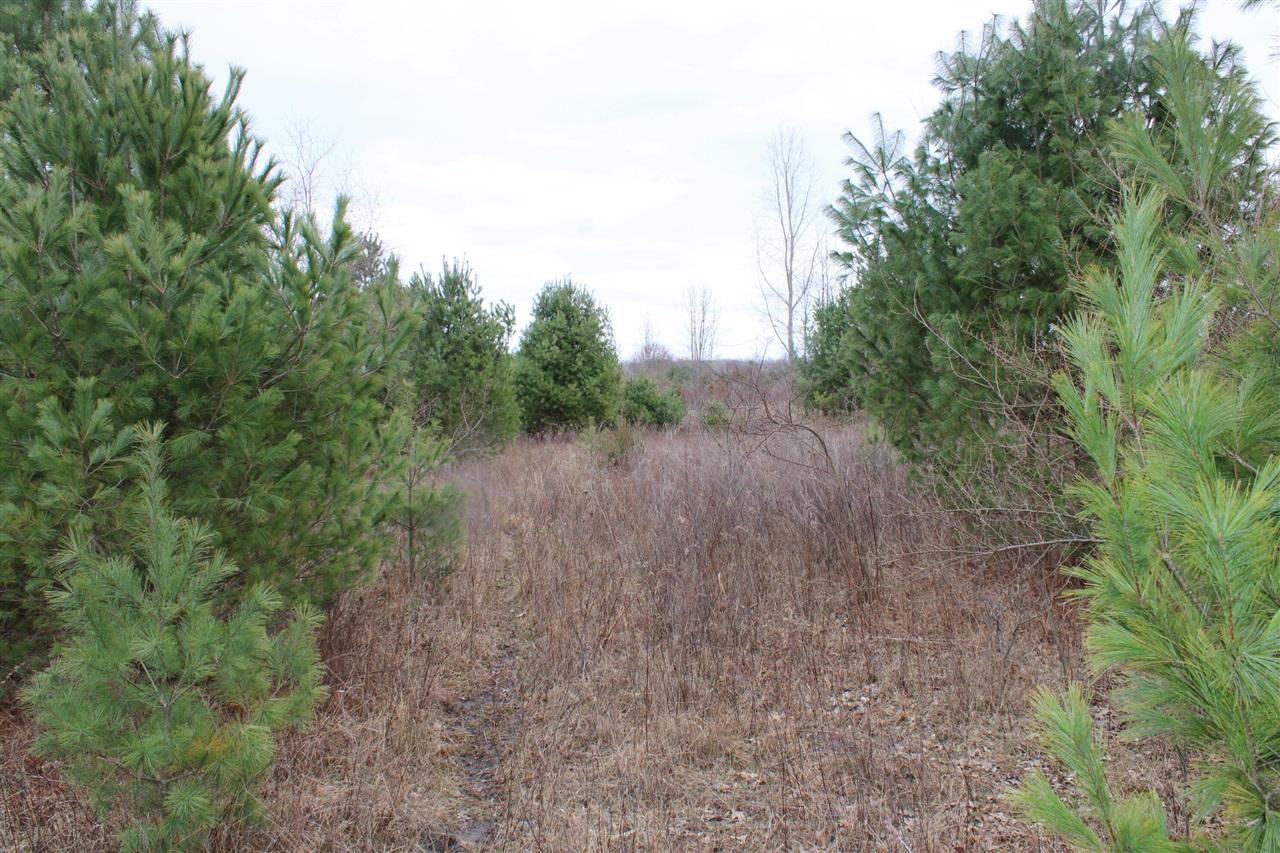 16202 West Burt Road Chesaning, MI 48616 - Photo 15 of 34 Gallery Image 15