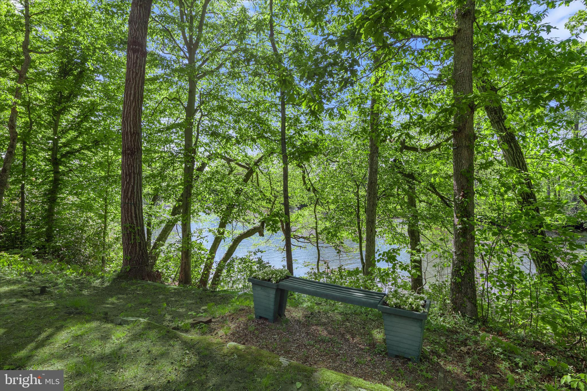 251 Rings End Road Millington, MD 21651 - Photo 3 of 47 a view of a forest with large trees