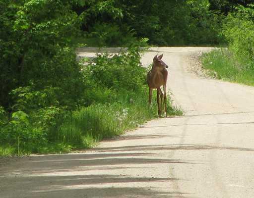 559 Lakeville Shores Road Lakeville, ME 04487 - Photo 21 of 25 Other. Wildlife on the camp road by...