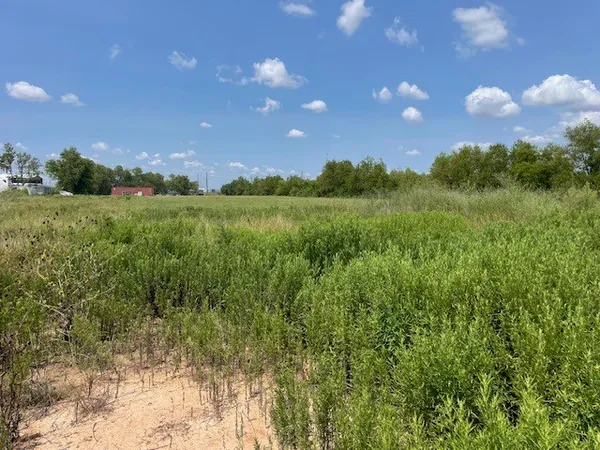 a view of a bunch of trees and bushes