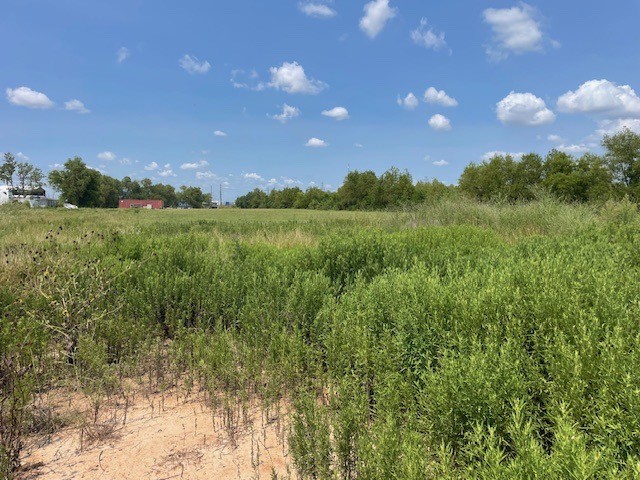 22831 Beckendorff Road Katy, TX 77449 - Photo 5 of 6 a view of a bunch of trees and bushes