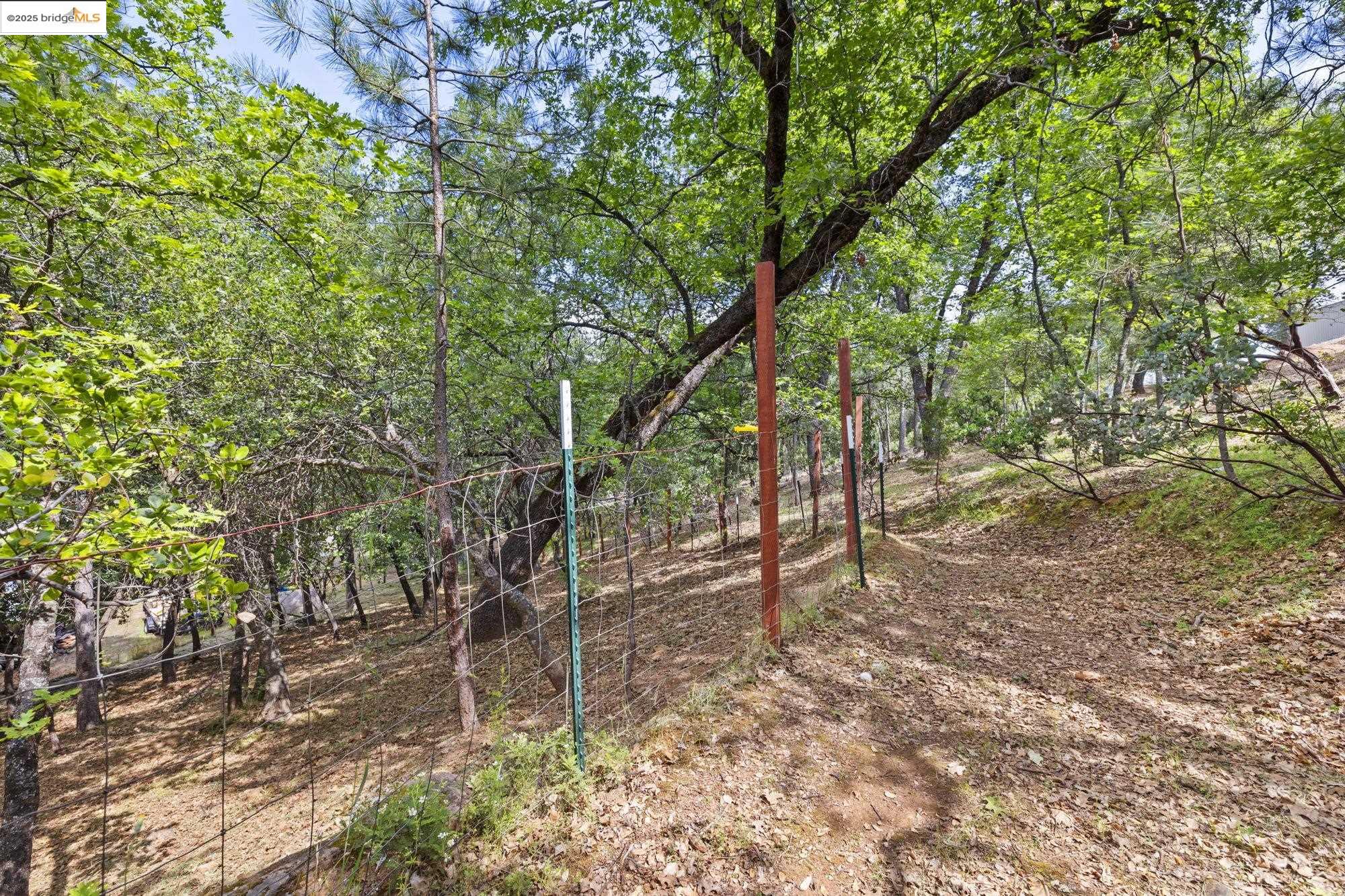20638 Maranatha Road Tuolumne, CA 95379 - Photo 42 of 60 a view of a forest with trees