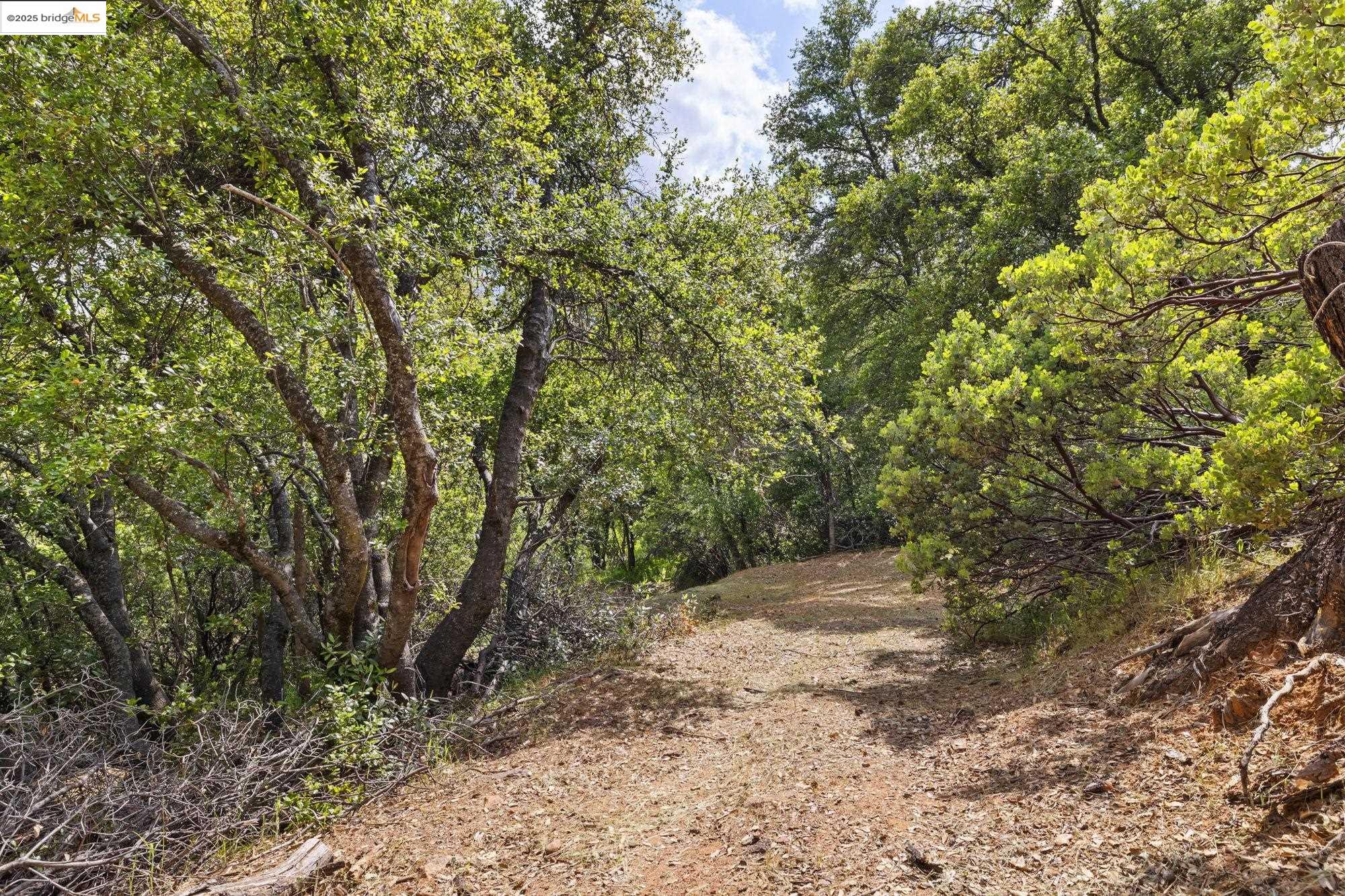 20638 Maranatha Road Tuolumne, CA 95379 - Photo 46 of 60 a view of a yard with plants and trees