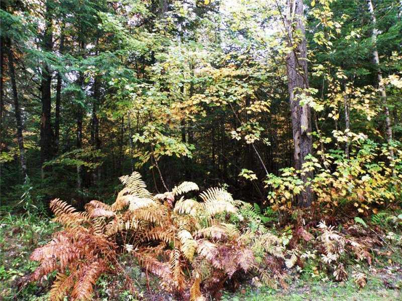 Lot 9 Lower Drew Road Kingman, ME 04451 - Photo 6 of 8 Land.