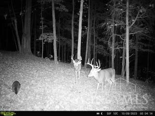 16 Black Hollow Road Peebles, OH 45660 - Photo 4 of 39