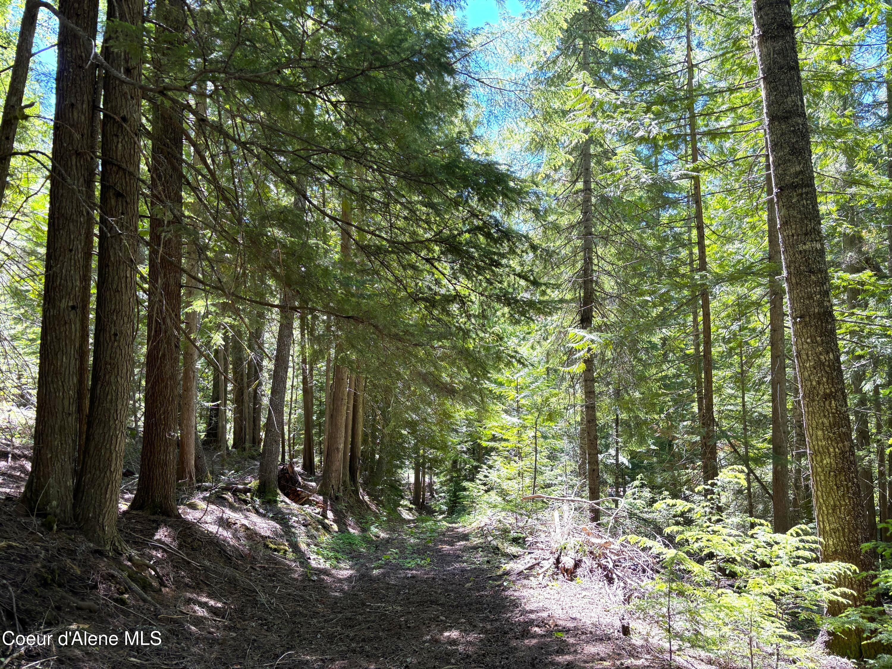 2216 Mosquito Creek Road Clark Fork, ID 83811 - Photo 31 of 47 030 Forest path
