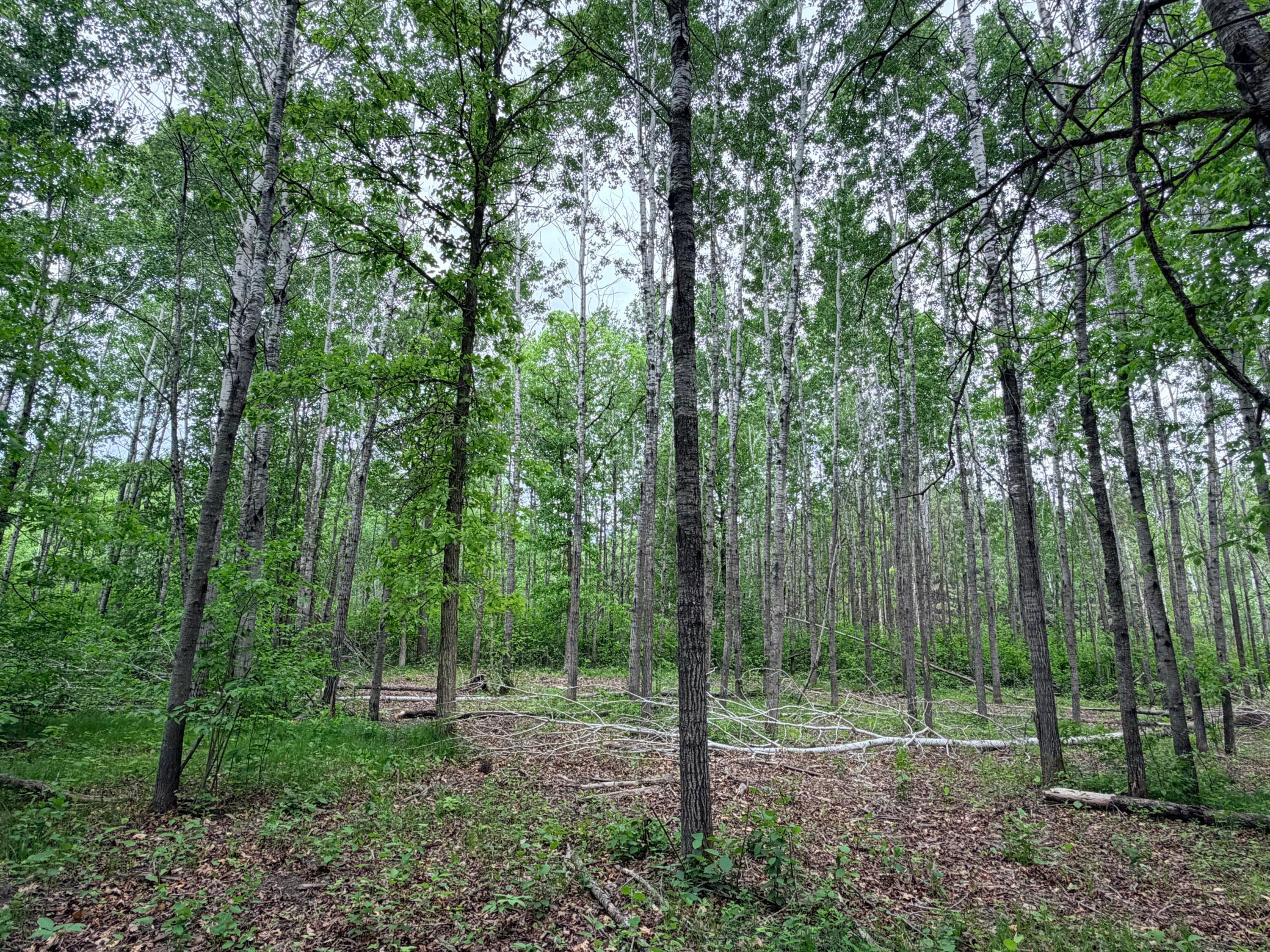 Tbd Half Moon Road Park Rapids, MN 56470 - Photo 4 of 12