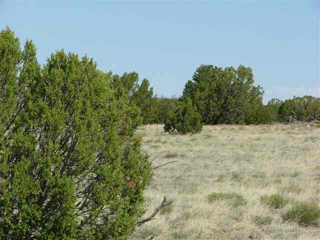 Lot 3 Montanas Vista Ranch Concho, AZ 85924 - Photo 4 of 5 a view of a yard