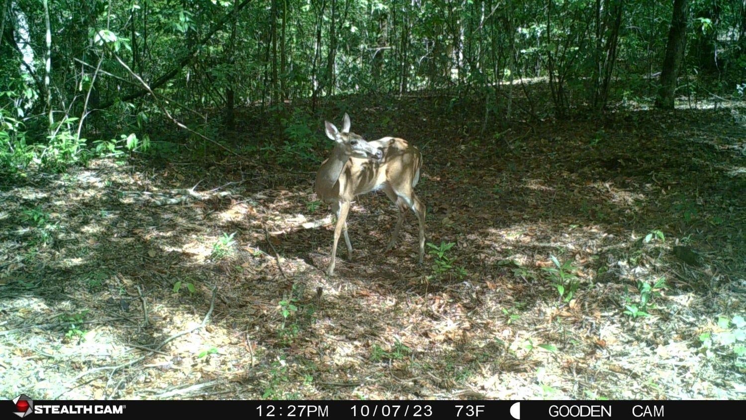 23.5-ac 23.5-ac Rosin Ridge Road Red Level, AL 36474 - Photo 10 of 37 Gallery Image 10