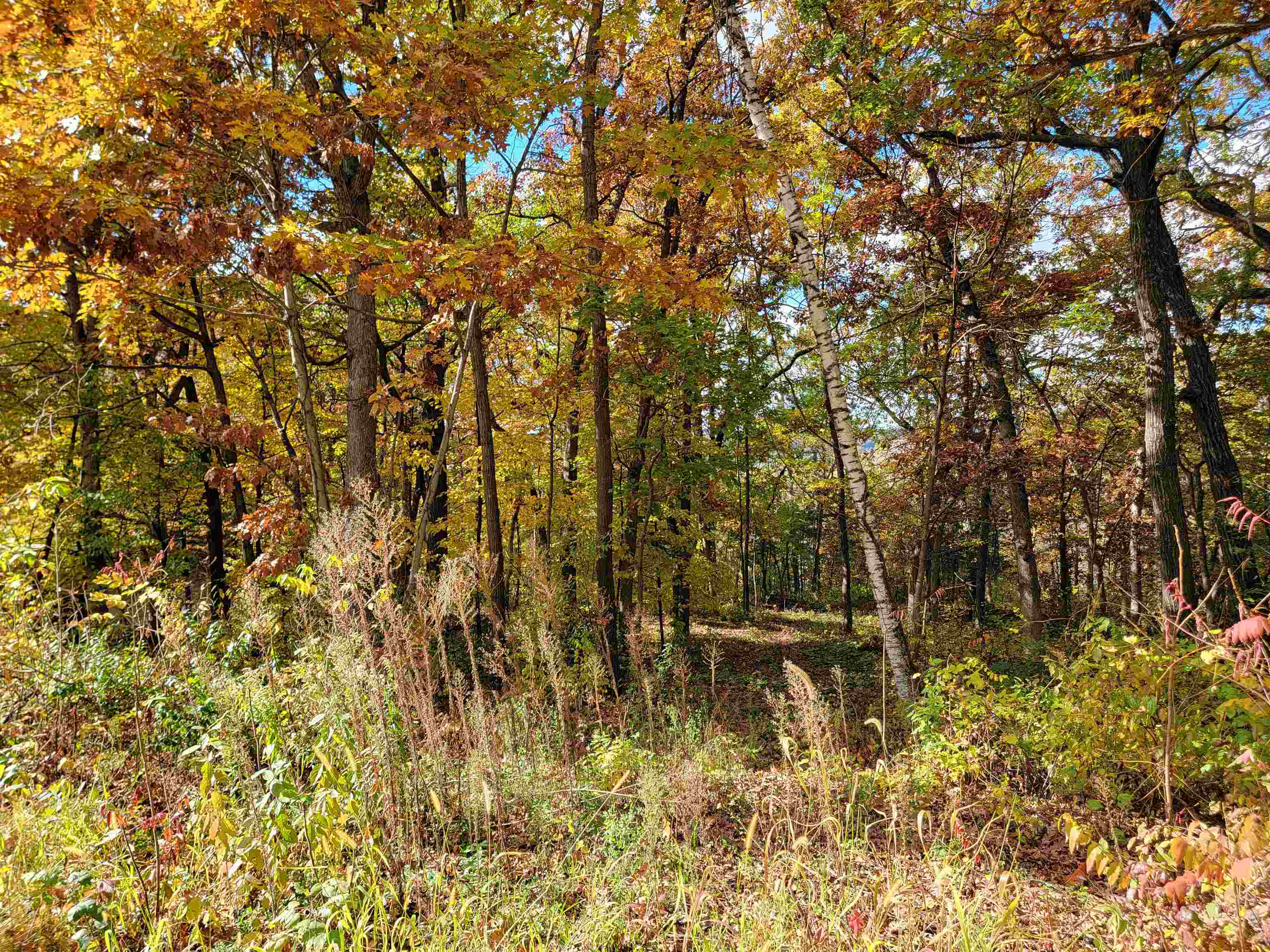 L9 St Lawrence Bluff Poynette, WI 53955 - Photo 8 of 37