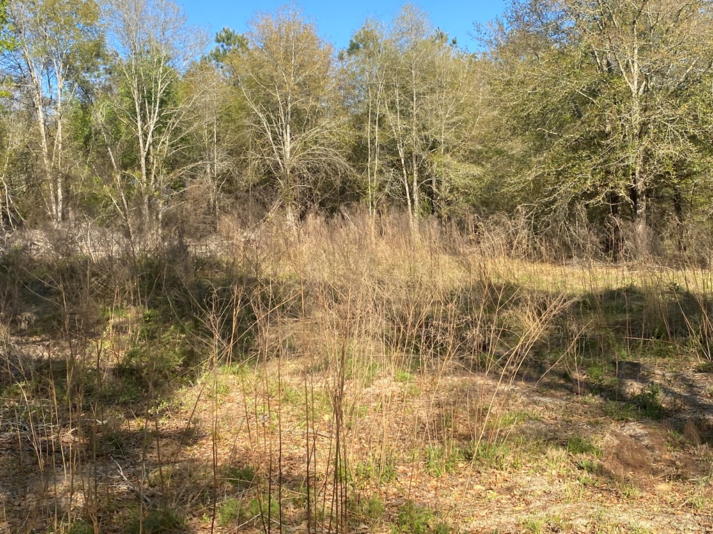 0 Co Road Abbeville, AL 36310 - Photo 35 of 53