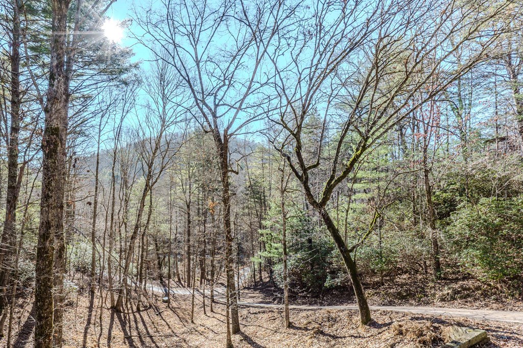 45 Mountain Stream Road Murphy, NC 28906 - Photo 4 of 42 a view of a forest filled with trees