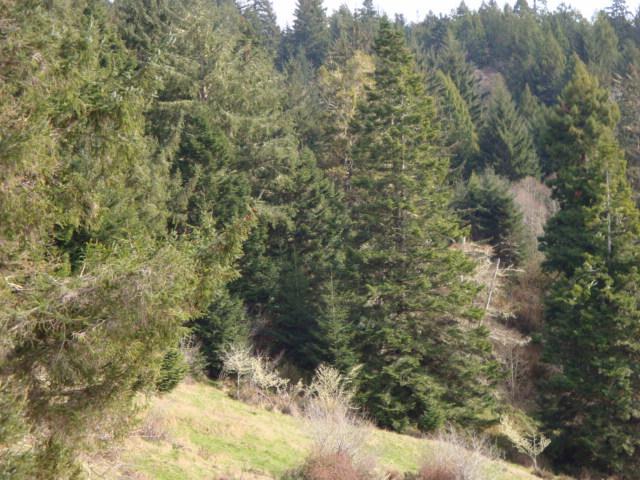 0 Berta Road Eureka, CA 95503 - Photo 19 of 20