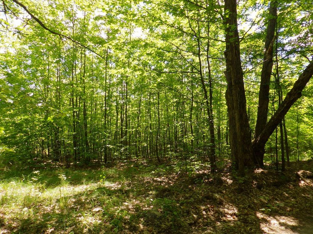 Sturgeon Valley Road Vanderbilt, MI 49795 - Photo 8 of 13 Gallery Image 8