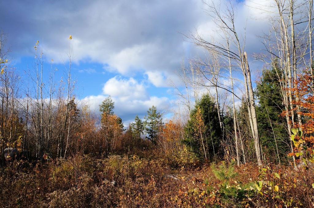 Lot 18 Weatherbee Pt Road Lincoln, ME 04457 - Photo 6 of 11 Clearing which is over-grown into...