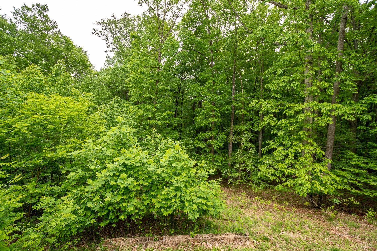 552 Pendleton Drive Amherst, VA 24521 - Photo 24 of 58 a view of a lush green forest