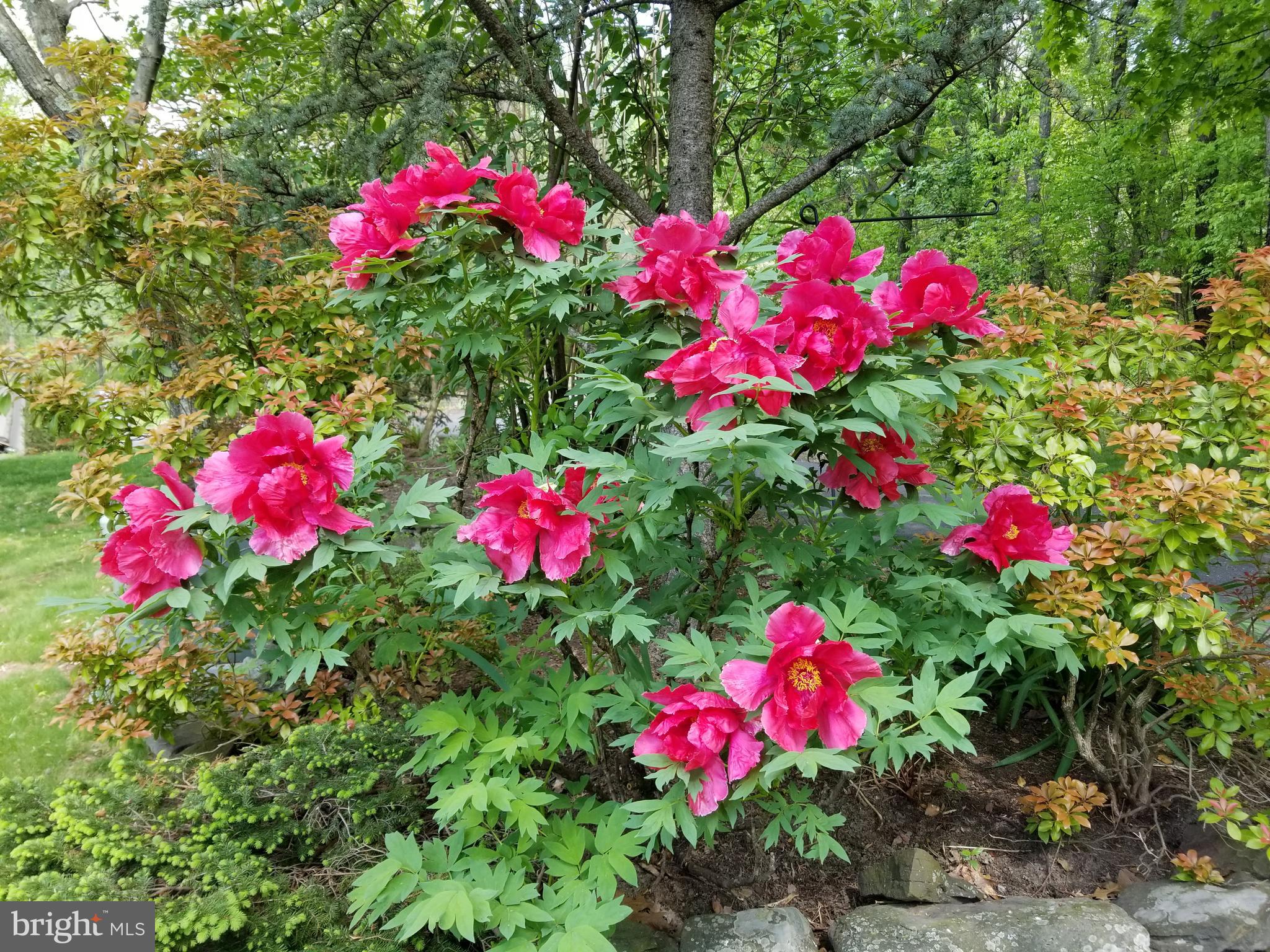 4729 Mountain View Road Harrisburg, PA 17110 - Photo 75 of 113 Beautiful landscaping surrounds!