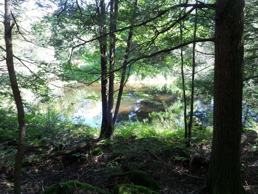 155 River Road Worthington, MA 01098 - Photo 23 of 29 a view of a garden with plants and large trees