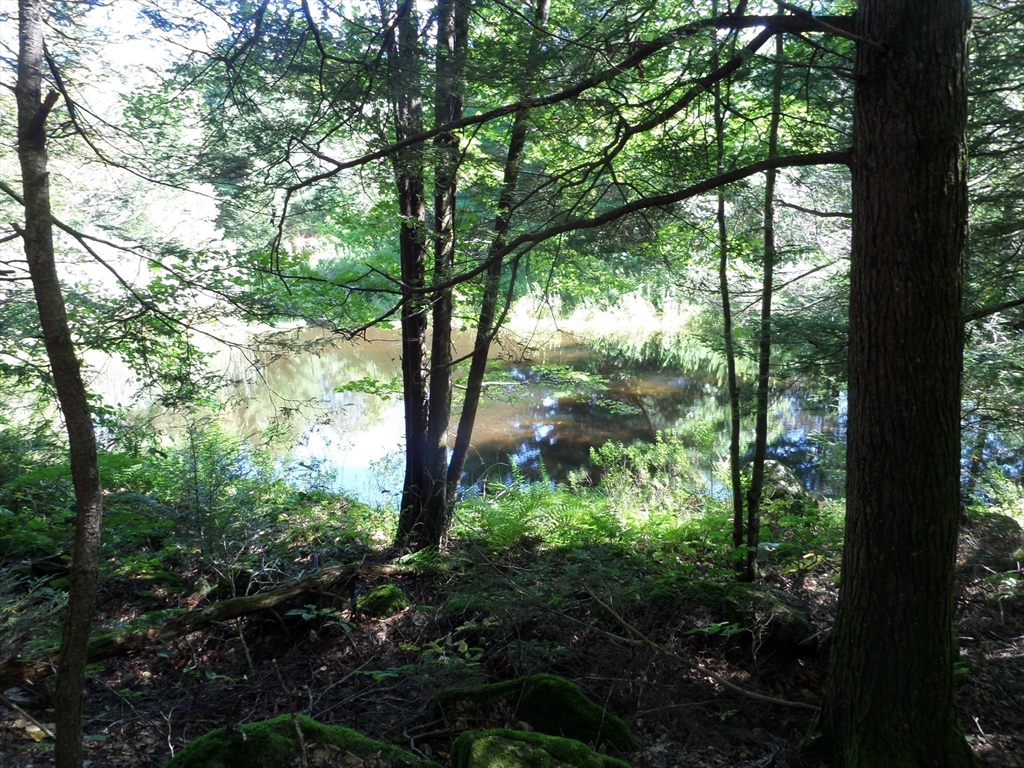 155 River Road Worthington, MA 01098 - Photo 7 of 29 a view of a garden with plants and large trees