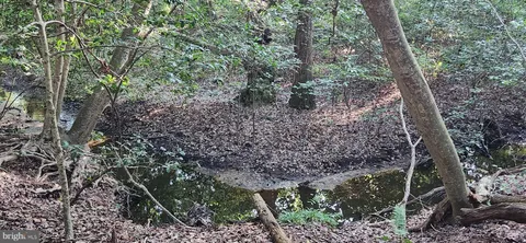 a view of a forest filled with trees