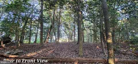 a view of a forest filled with trees