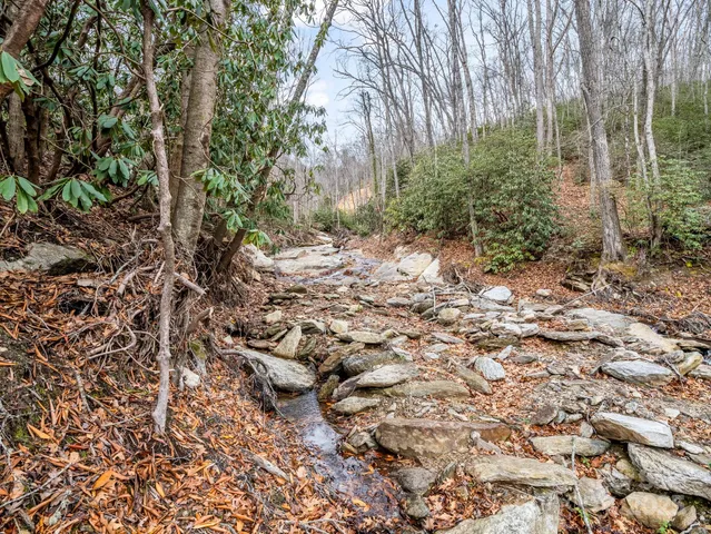 a view of a yard with plants and trees