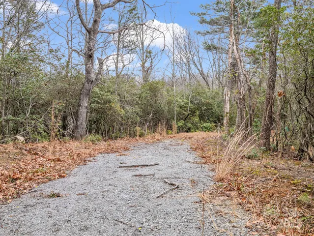 a view of a yard with plants and trees