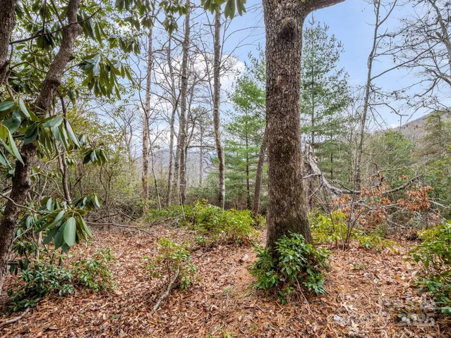 a view of a yard with plants and trees