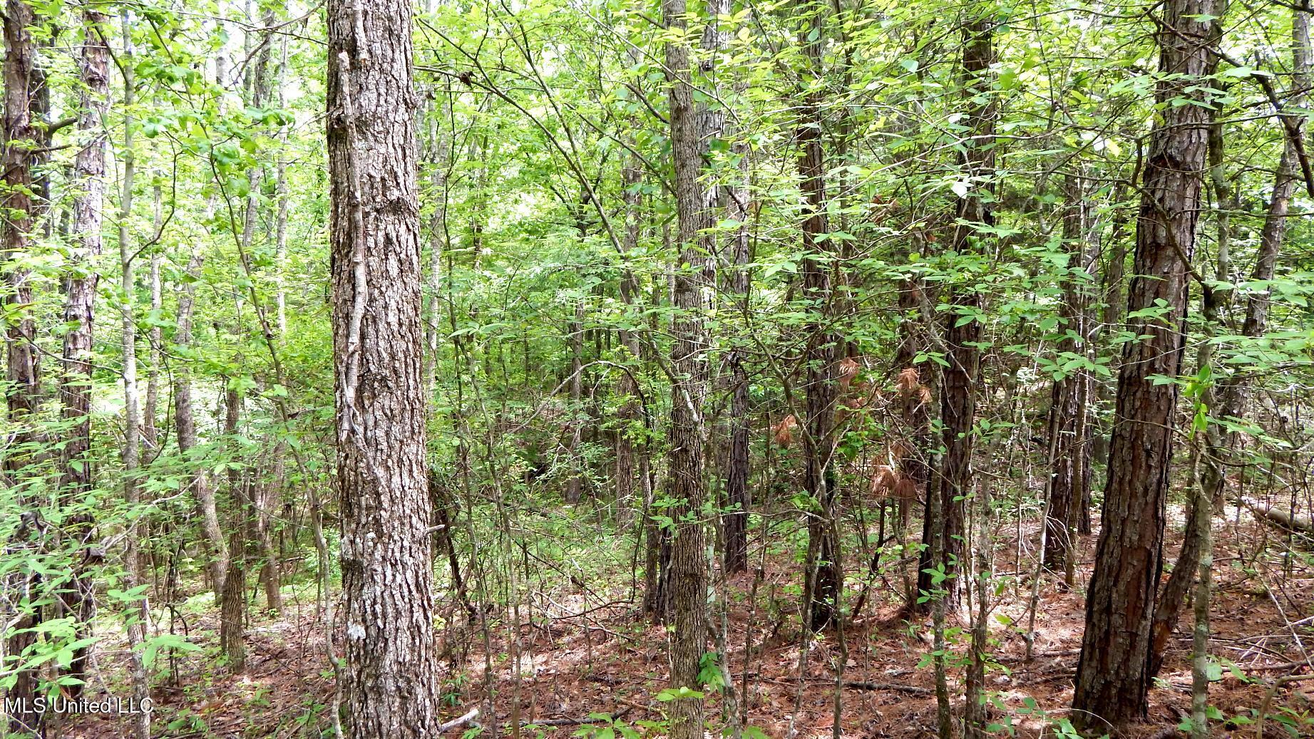 1079 Saulsbury Road Walnut, MS 38683 - Photo 7 of 18 DSCN6845