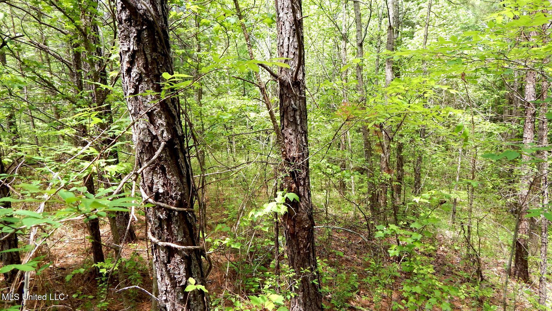 1079 Saulsbury Road Walnut, MS 38683 - Photo 8 of 18 DSCN6846