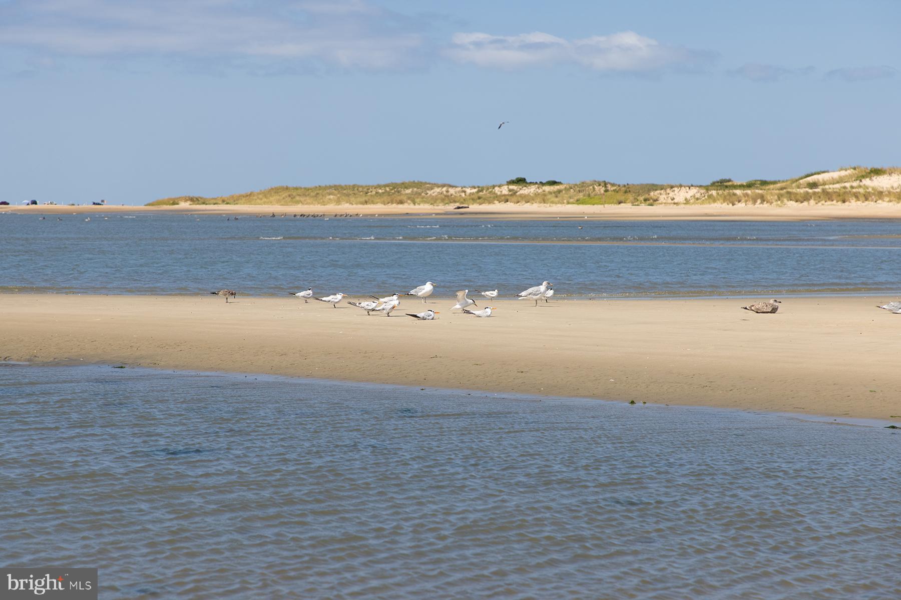 30450 Half Shell Road Milton, DE 19968 - Photo 59 of 73 Birds at Cape Henlopen State Park