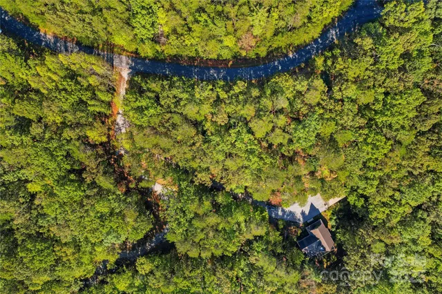 a view of a lush green forest