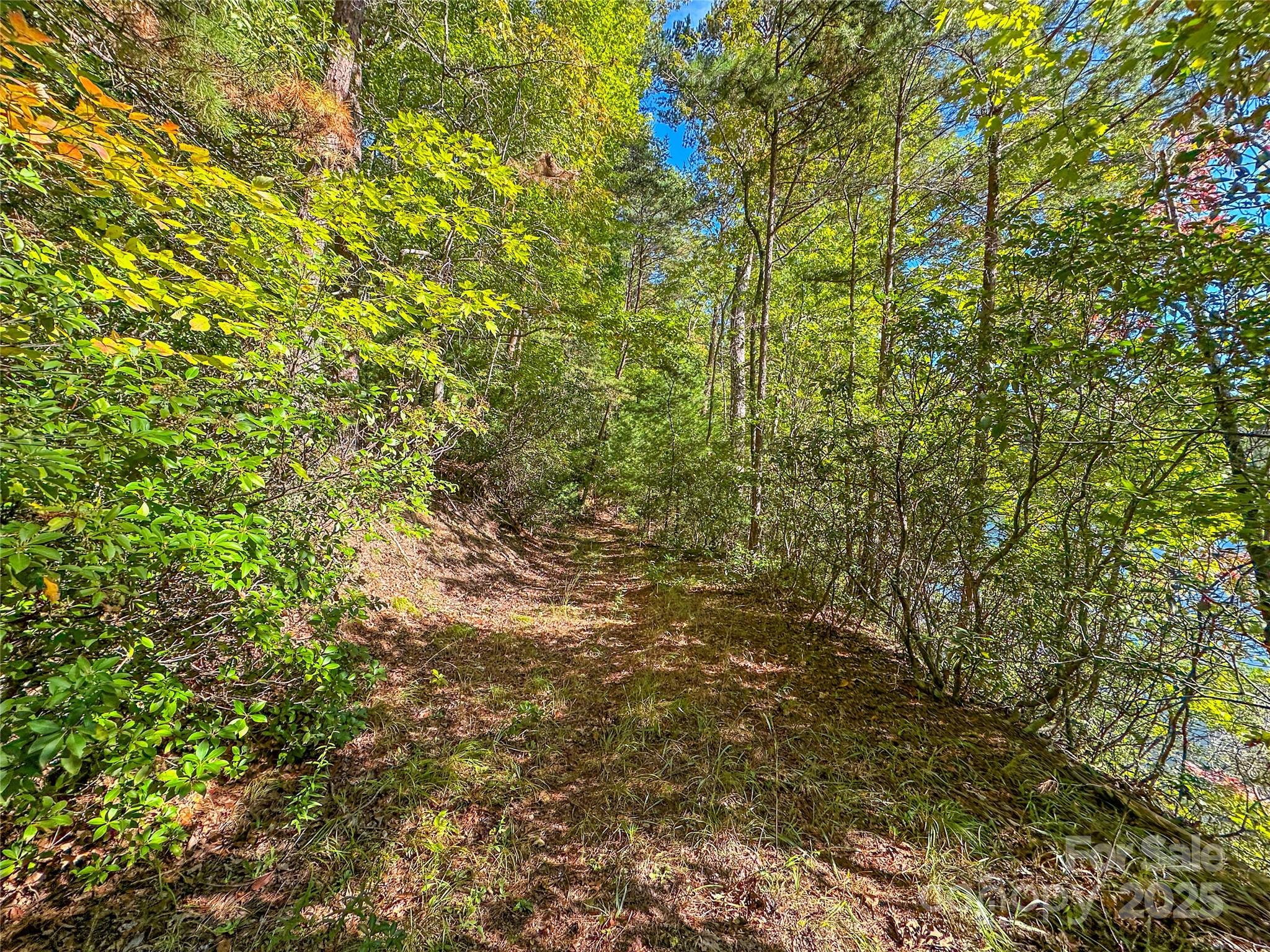 Lot 15 South Cove Rd Mill Spring, Unit 15 Mill Spring, NC 28756 - Photo 30 of 47 a view of a tree