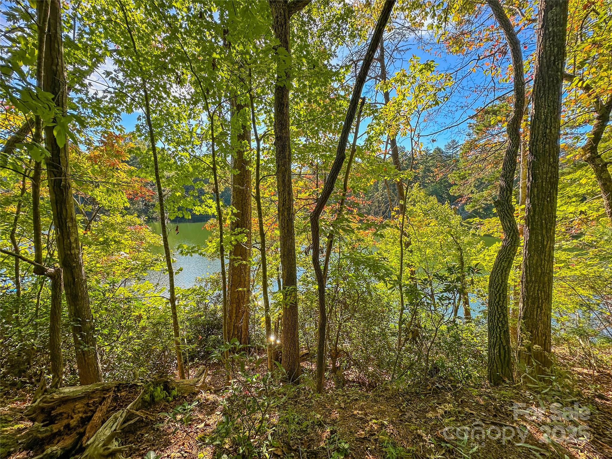 Lot 15 South Cove Rd Mill Spring, Unit 15 Mill Spring, NC 28756 - Photo 32 of 47 a view of yard