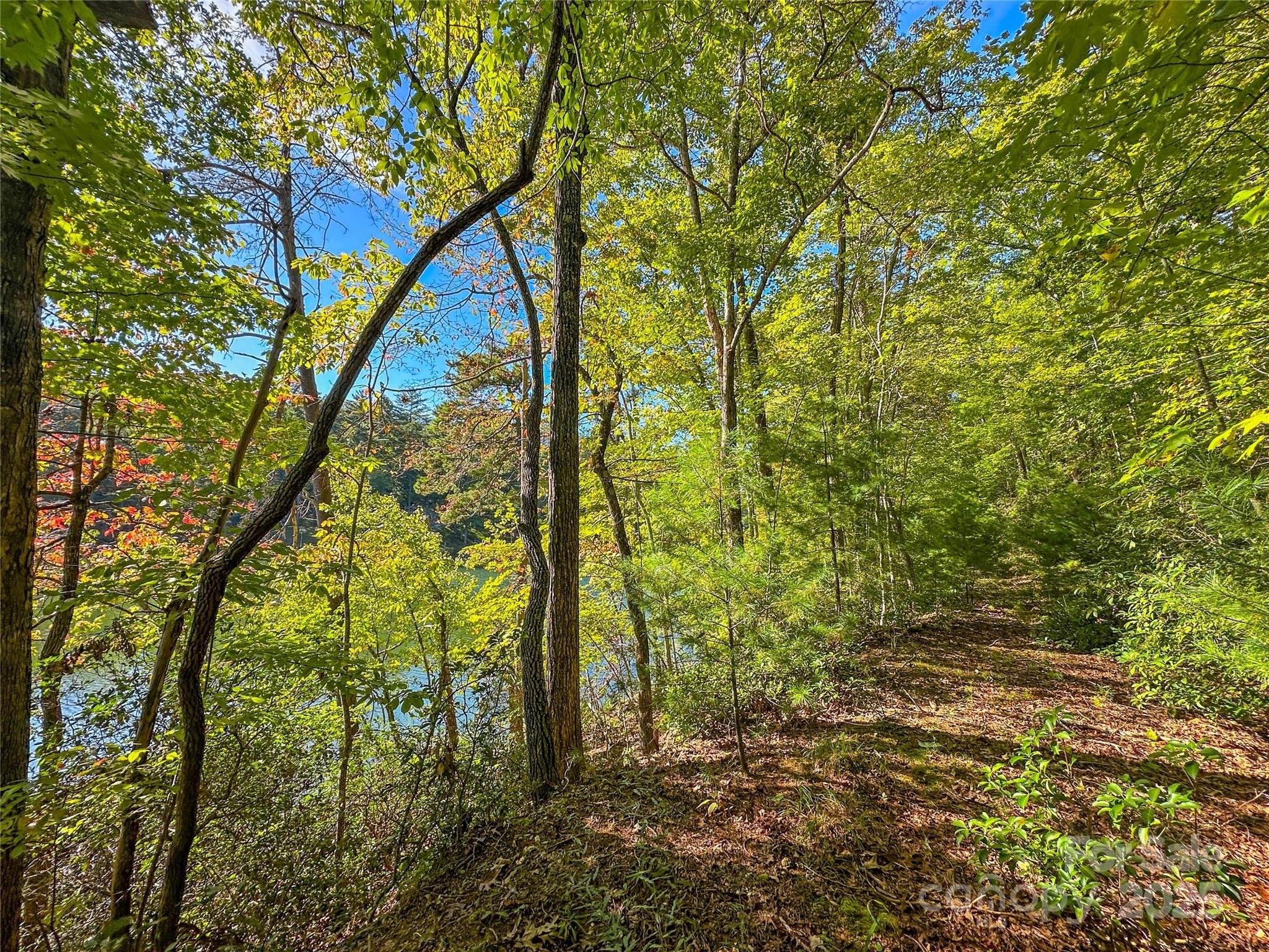 Lot 15 South Cove Rd Mill Spring, Unit 15 Mill Spring, NC 28756 - Photo 33 of 47 a backyard of a house with lots of trees