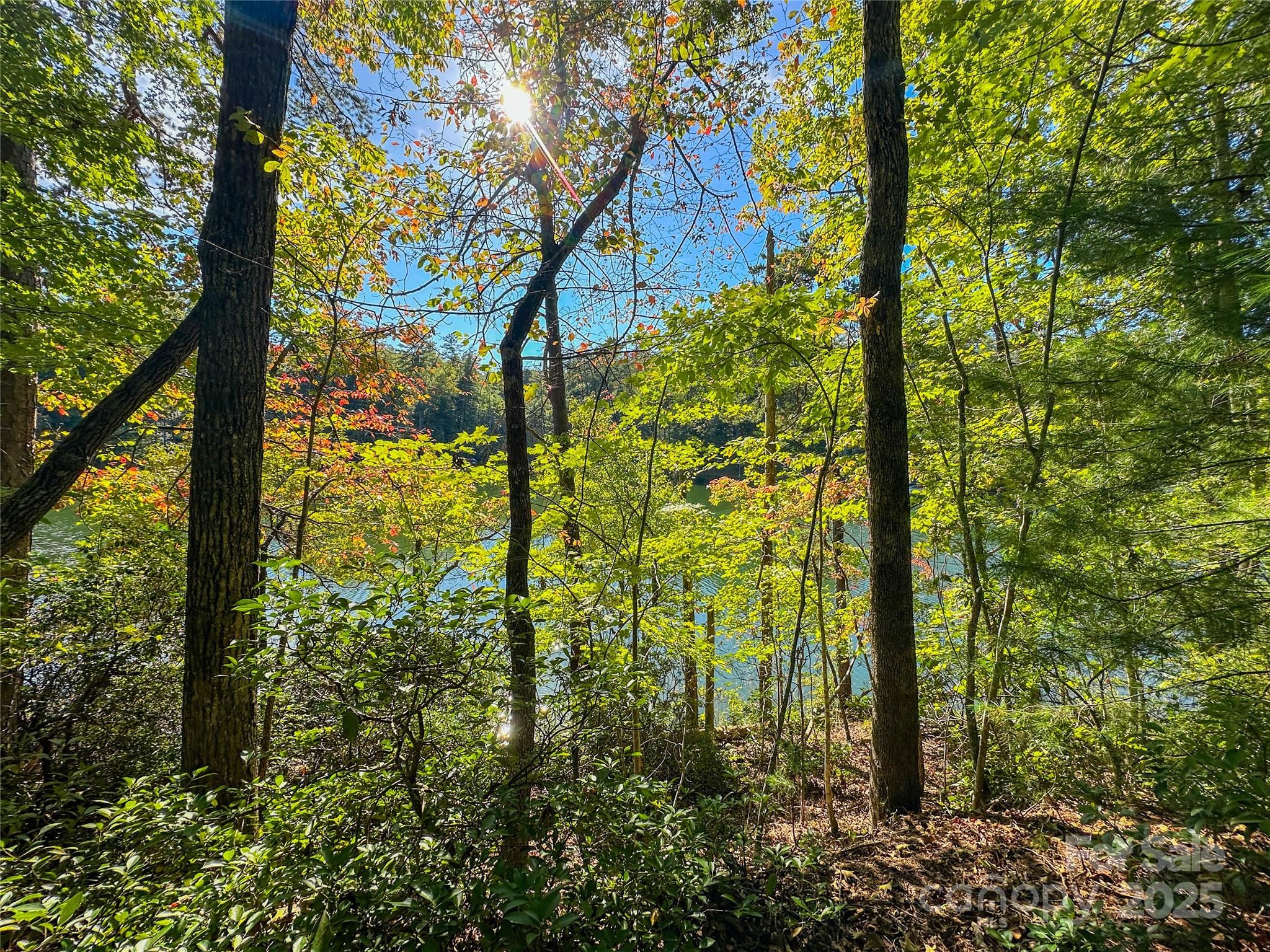 Lot 15 South Cove Rd Mill Spring, Unit 15 Mill Spring, NC 28756 - Photo 34 of 47 a view of a garden