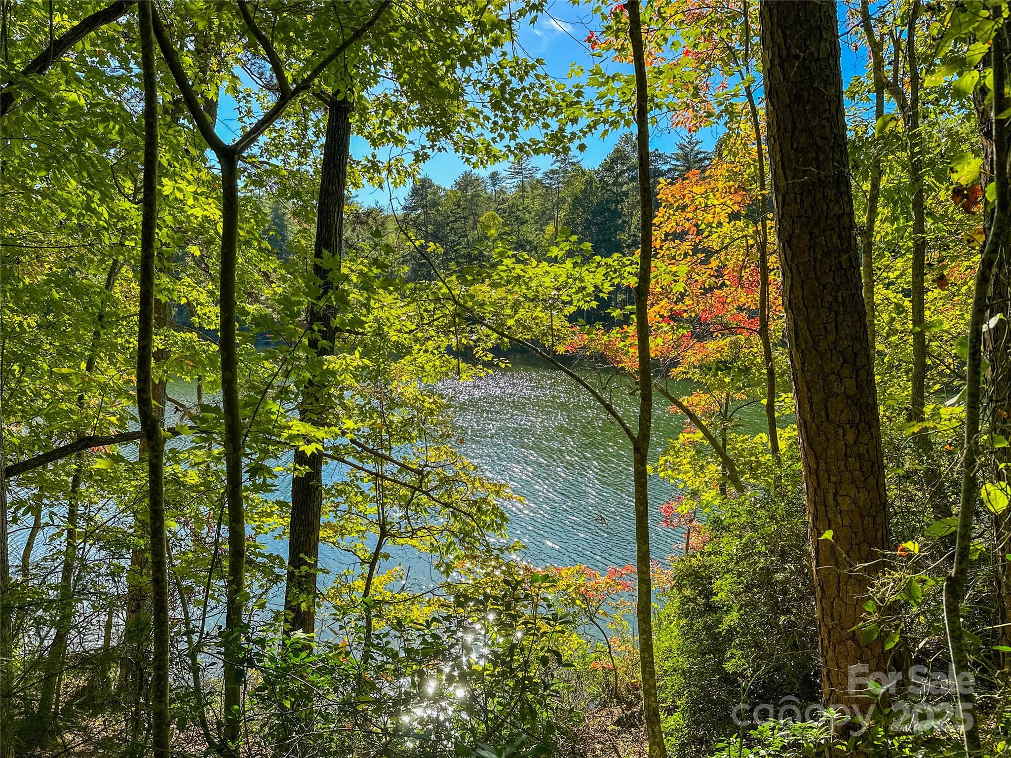 Lot 15 South Cove Rd Mill Spring, Unit 15 Mill Spring, NC 28756 - Photo 36 of 47 a view of tree
