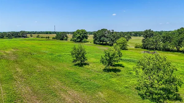 a view of a big yard with a large trees and plants